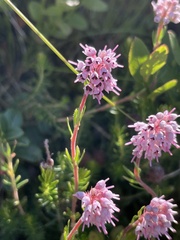 Erica spiculifolia