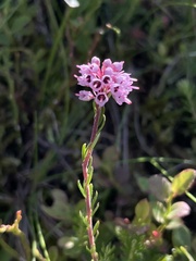 Erica spiculifolia