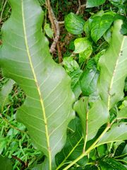 Elattostachys apetala