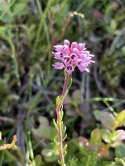 Erica spiculifolia