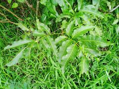 Elattostachys apetala