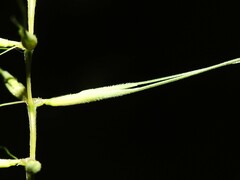 Elymus hystrix bigelovianus