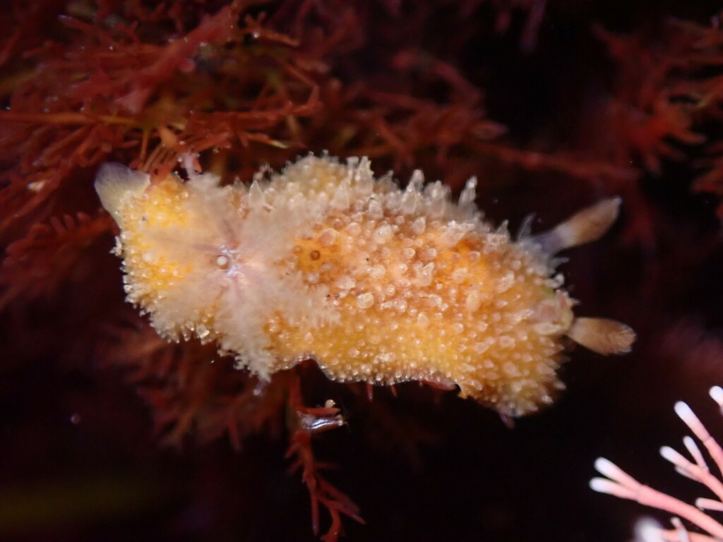 two-spot thordis