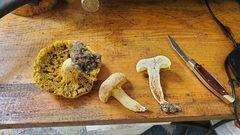Xerocomus illudens