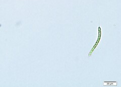 Centritractus belonophorus