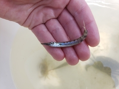 Sphyraena borealis