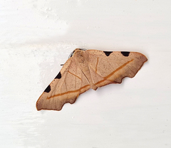 Achrosis rufescens
