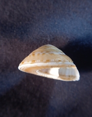 Adelphotectonica reevei