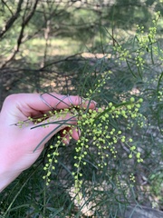 Acacia fimbriata