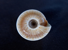 Adelphotectonica reevei