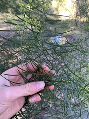 Acacia fimbriata