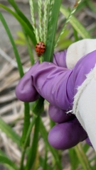 Harmonia octomaculata