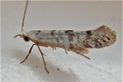 Argyresthia thuiella