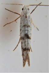 Argyresthia thuiella