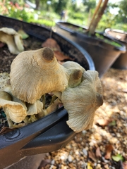 Leucocoprinus birnbaumii image