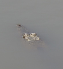 Crocodylus niloticus africanus