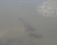 Crocodylus niloticus africanus