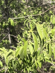 Neopringlea