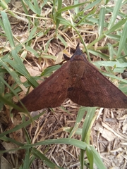 Hypospila