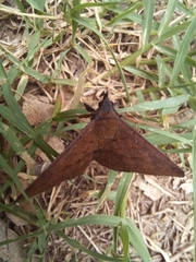 Hypospila