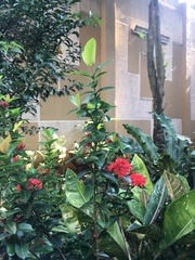 Ixora coccinea coccinea