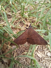 Hypospila
