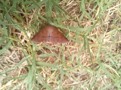 Hypospila