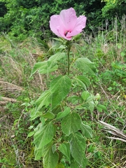 Hibiscus lasiocarpos