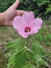 Hibiscus lasiocarpos
