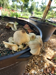 Leucocoprinus birnbaumii image