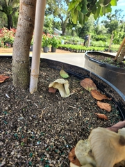 Leucocoprinus birnbaumii image