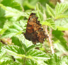 Polygonia oreas