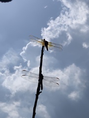 Libellula croceipennis