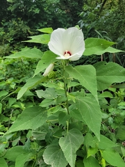 Hibiscus lasiocarpos