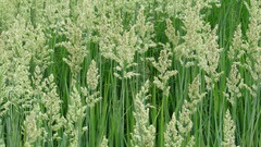 Poa eminens