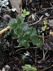 Thalictrum alpinum