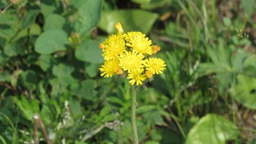 Image of Pilosella floribunda by no rights reserved