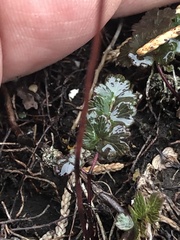 Thalictrum alpinum