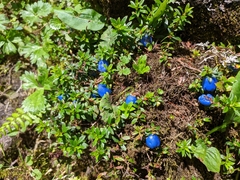 Gaultheria trichophylla