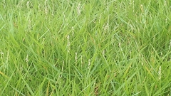 Zoysia matrella
