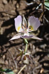 Calochortus persistens