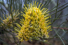 Hakea lorea lorea
