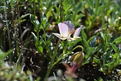 Calochortus persistens