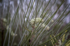 Hakea lorea lorea
