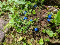 Gaultheria trichophylla