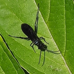 Chalybion californicum