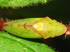 Neotituria kongosana