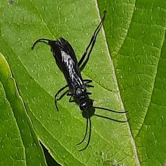 Chalybion californicum