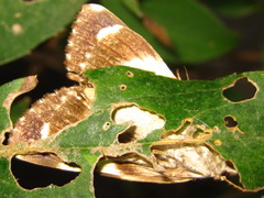 Catocala streckeri