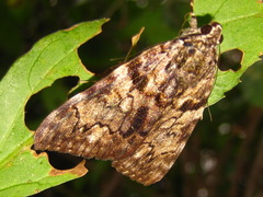 Catocala streckeri